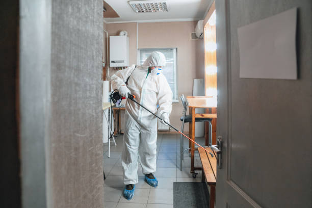 Best Basement Mold Removal  in New Paris, OH
