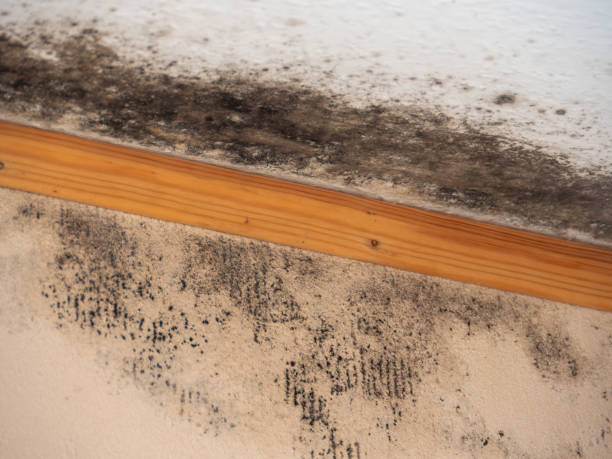 Best Crawl Space Mold Remediation  in New Paris, OH