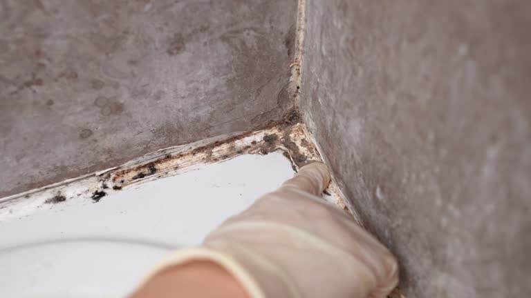 Best Post-Construction Mold Inspection  in New Paris, OH
