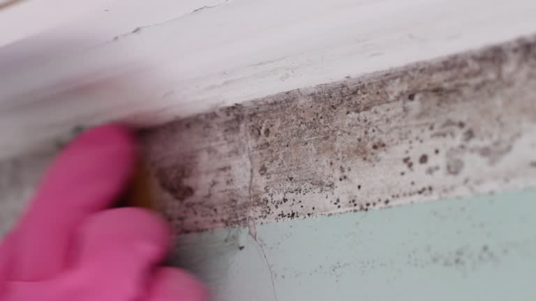 Mold Removal for HVAC Installations in New Paris, OH